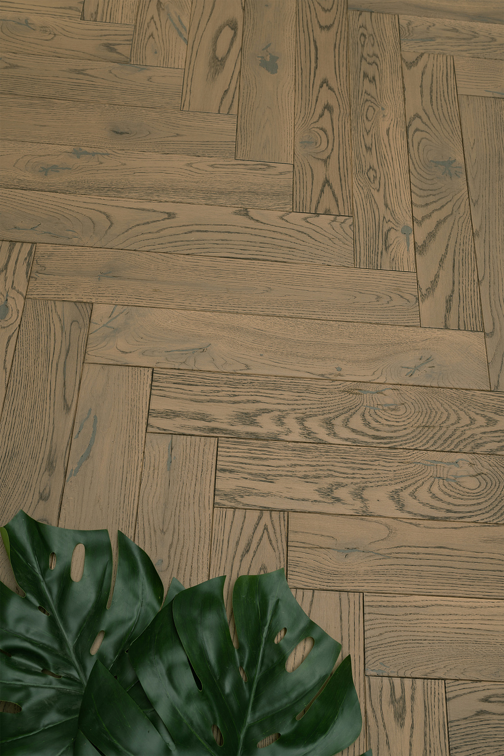 ДУБ ЗАНЗИБАР НВ / ДУБ ZANZIBAR HB